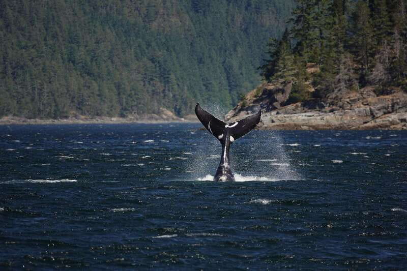 Campbell River: 6-Hour Whale Watching Boat Tour - What makes the route different from an open-ocean trip