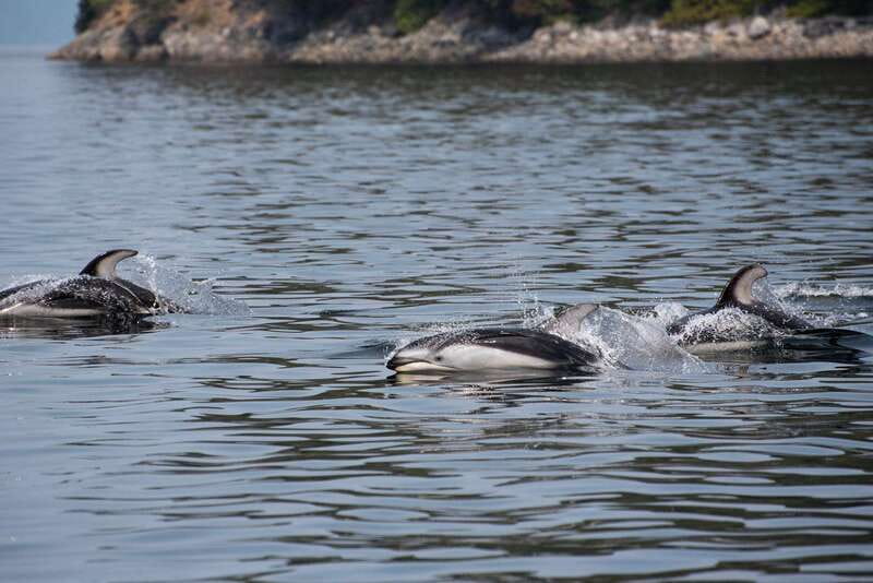 Campbell River: 6-Hour Whale Watching Boat Tour - Lunch at a quiet shore stop