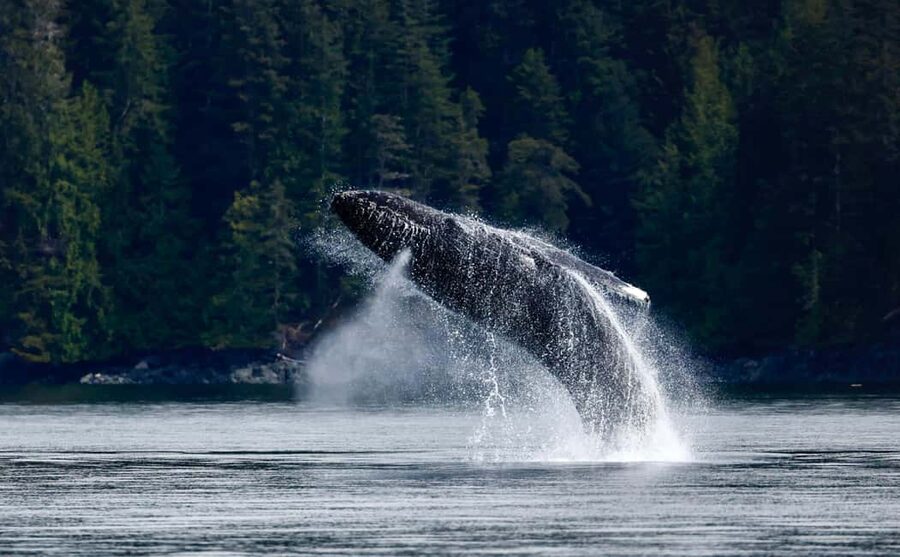 Campbell River: 6 Hour Zodiac Whale Watching Tour w/ Lunch - Key points to know before booking