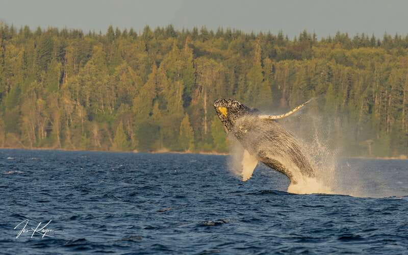 Campbell River: 6 Hour Zodiac Whale Watching Tour w/ Lunch - Leaving Campbell River for Discovery Passage