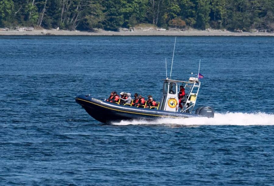 Campbell River: 6 Hour Zodiac Whale Watching Tour w/ Lunch - Searching for humpbacks, orcas, and smaller marine life