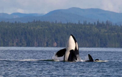 6 Hour Zodiac Whale Watching Tour w/ Lunch