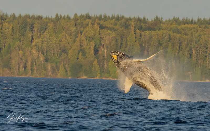 Campbell River: 6 Hour Zodiac Whale Watching Tour w/ Lunch - Hearing the water through a hydrophone