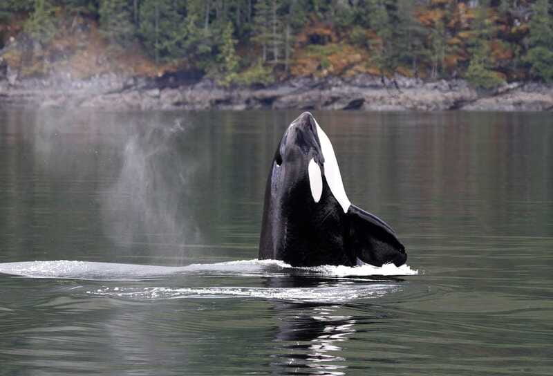 Campbell River: 6 Hour Zodiac Whale Watching Tour w/ Lunch - Who will enjoy this boat ride most