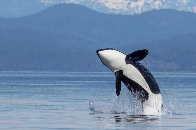 Campbell River, BC: 4 Hour Wildlife Tour Featuring Whale Watching - Getting Ready for the 400-Horsepower Zodiac