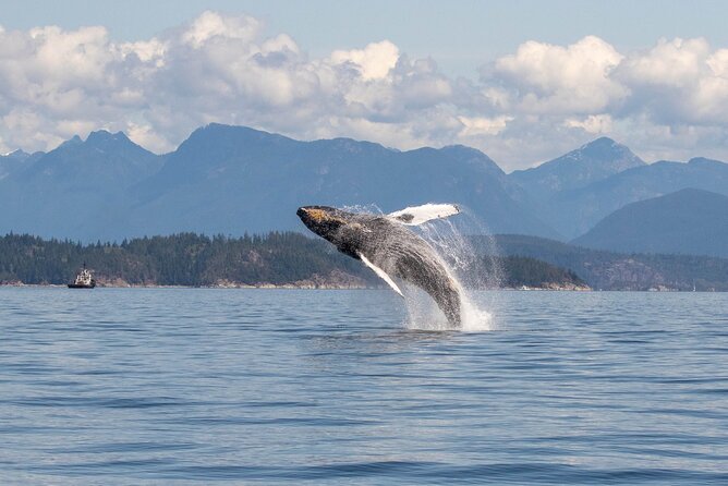 Campbell River, BC: 4 Hour Wildlife Tour Featuring Whale Watching - Humpbacks, Bears, and Smaller Wildlife