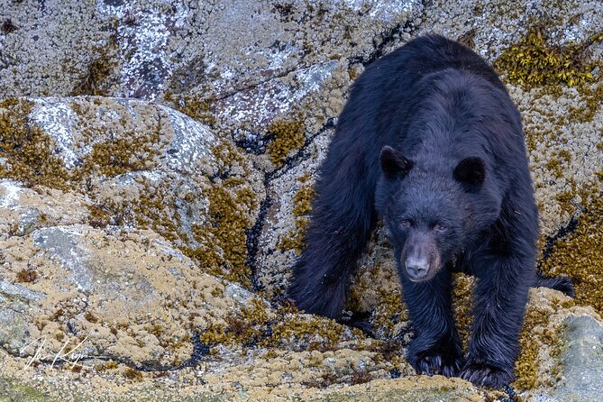 Campbell River, BC: 4 Hour Wildlife Tour Featuring Whale Watching - A Four-Hour Adventure With Real Trade-Offs