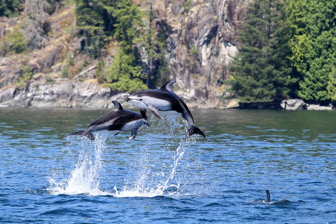 Campbell River, BC: 4 Hour Wildlife Tour Featuring Whale Watching - Who Will Get the Most From This Tour