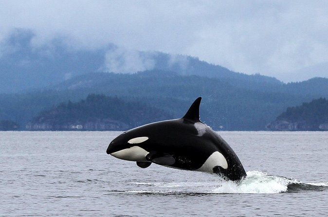 Campbell River, BC: 4 Hour Wildlife Tour Featuring Whale Watching - Should You Book the Campbell River Wildlife Tour?