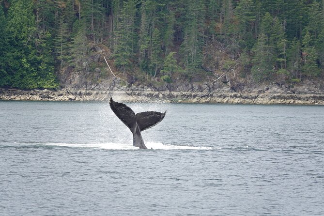 Campbell River: Kayaking and Whale Watching Tour - Two ways to meet the Discovery Islands