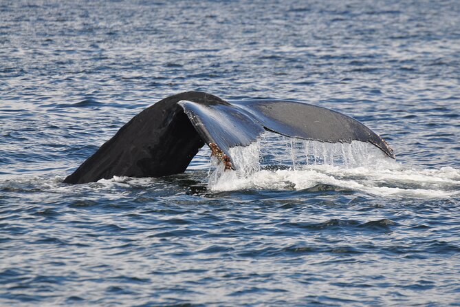 Campbell River: Kayaking and Whale Watching Tour - Starting aboard the heated Wild 1
