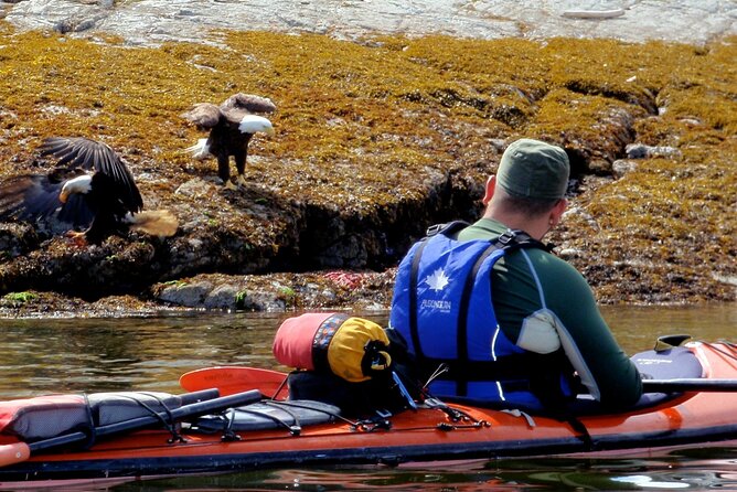 Campbell River: Kayaking and Whale Watching Tour - How the wildlife promise matches your expectations
