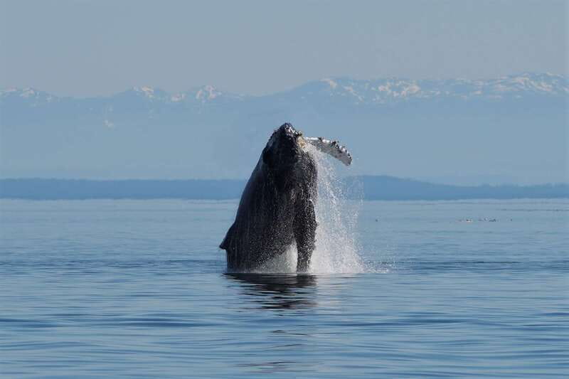 Campbell River: Salish Sea Whale Watching Adventure - Key points to know before you go