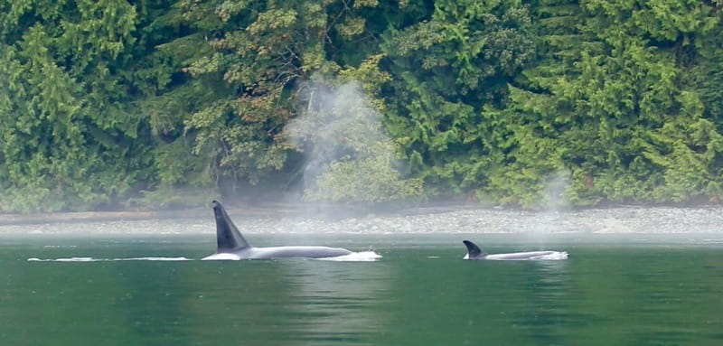 Campbell River: Salish Sea Whale Watching Adventure - Leaving Campbell River for the Salish Sea