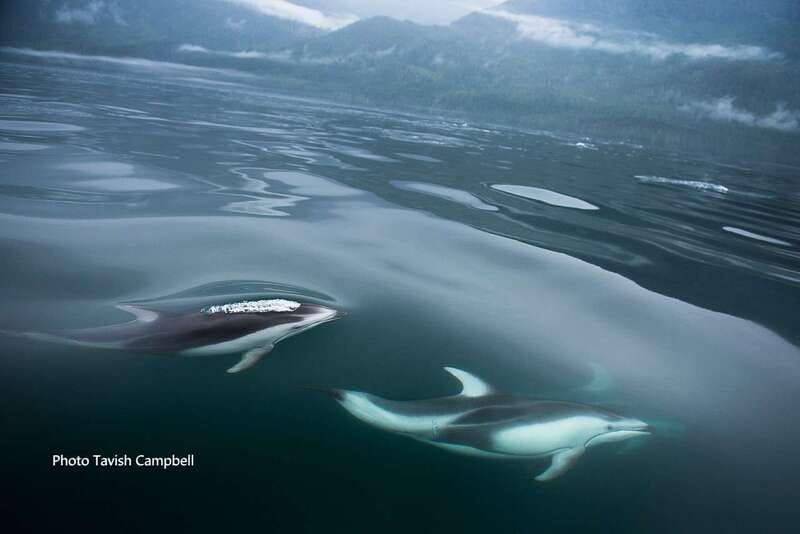 Campbell River: Salish Sea Whale Watching Adventure - Humpbacks, orcas, and the wildlife search