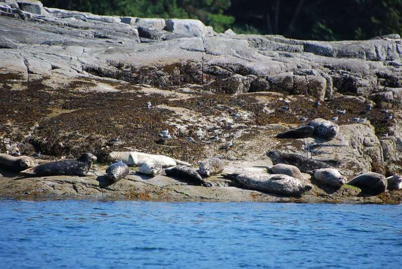 Campbell River: Salish Sea Whale Watching Adventure - Guy, Janet, and the human side of the trip