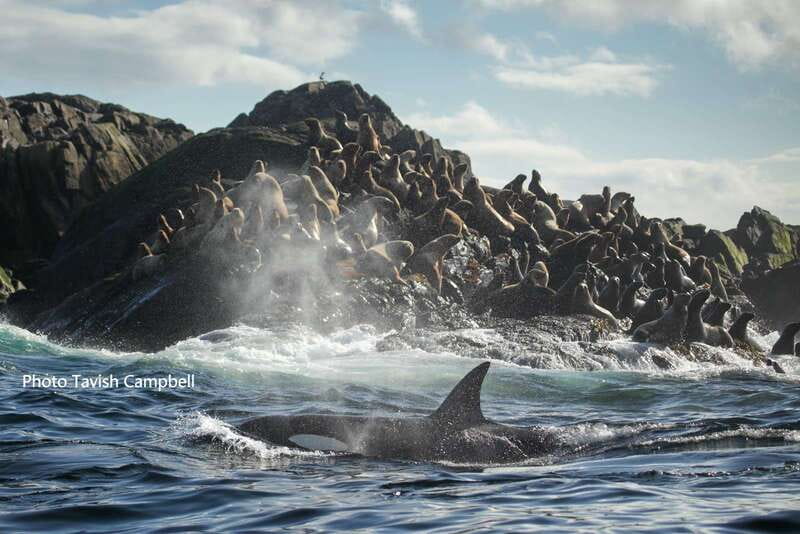 Campbell River: Salish Sea Whale Watching Adventure - What the $200 price buys you