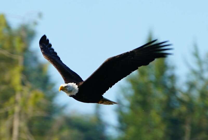 Campbell River: Salish Sea Whale Watching Adventure - How to prepare for a comfortable outing