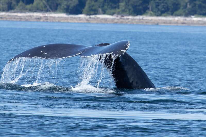 Campbell River: Whale Watching Cruise with Lunch - Six Hours on Campbell River’s Coastal Waters