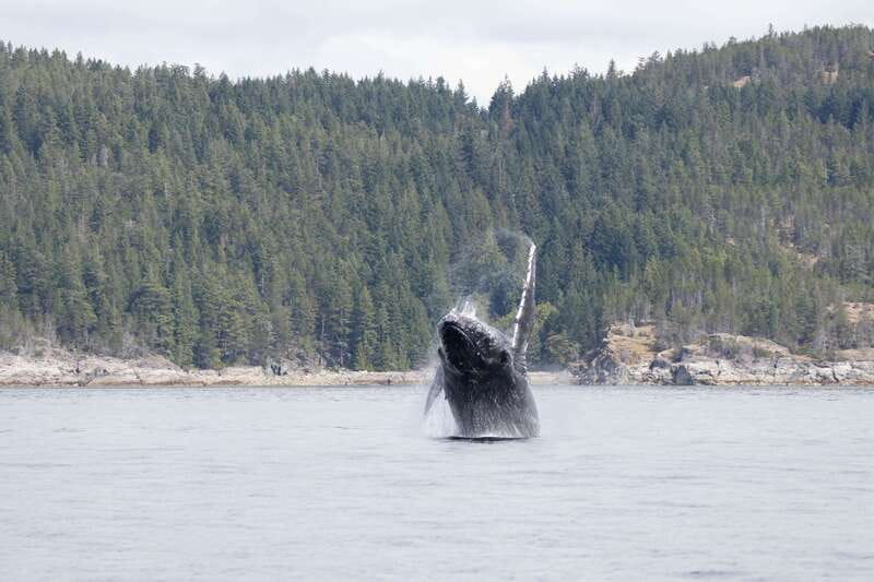 Campbell River: Whale Watching Cruise with Lunch - What the 30-Foot Boat Feels Like