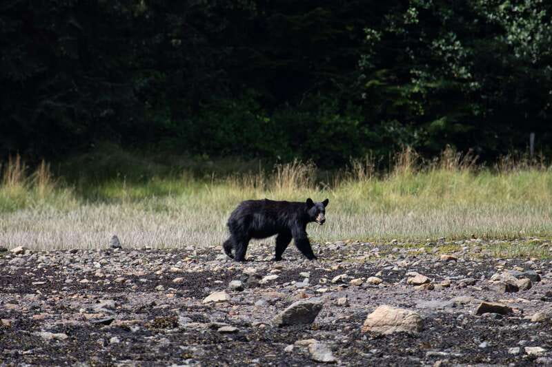 Campbell River: Whale Watching Cruise with Lunch - The Shore Stop and Possible Bear Sightings