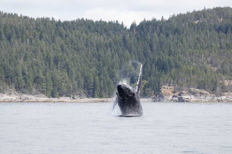 Campbell River: Whale Watching Cruise with Lunch - Is the $230 Price Fair?