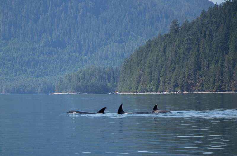 Campbell River: Whale Watching Cruise with Lunch - The Wildlife Search: Humpbacks, Orcas, and Dolphins