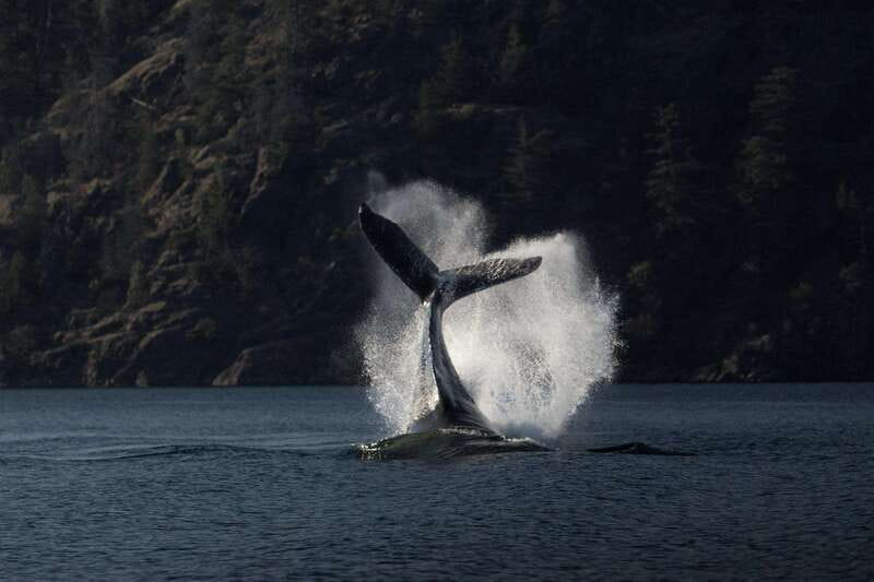 Campbell River: Whale & Wildlife Discovery Cruise - Key points at a glance