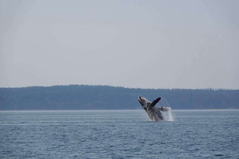 Campbell River: Whale & Wildlife Discovery Cruise - Why this Campbell River cruise is worth considering