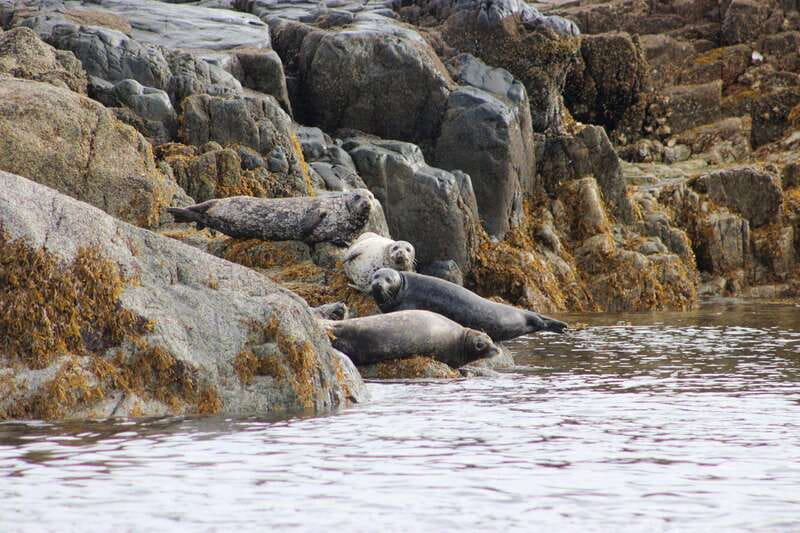 Campbell River: Whale & Wildlife Discovery Cruise - Choosing between the covered boat and the zodiac