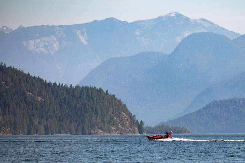Campbell River: Whale & Wildlife Discovery Cruise - The wider cast of wildlife