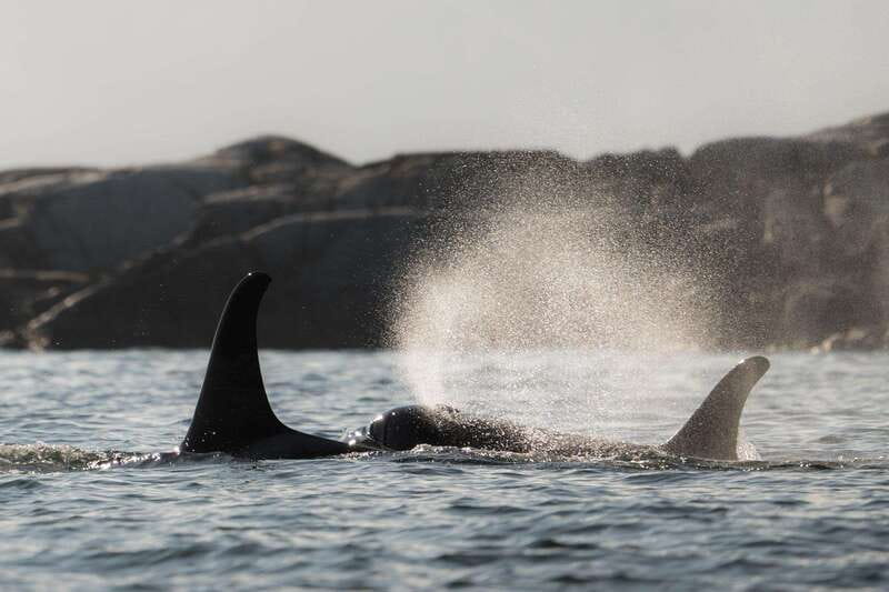 Campbell River: Whale & Wildlife Discovery Cruise - From Discovery Harbour Marina to Discovery Passage