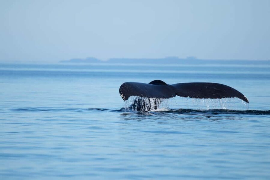 Campbell River: Whales and Wildlife Boat Tour with Snacks - Leaving Discovery Harbour Marina in Campbell River