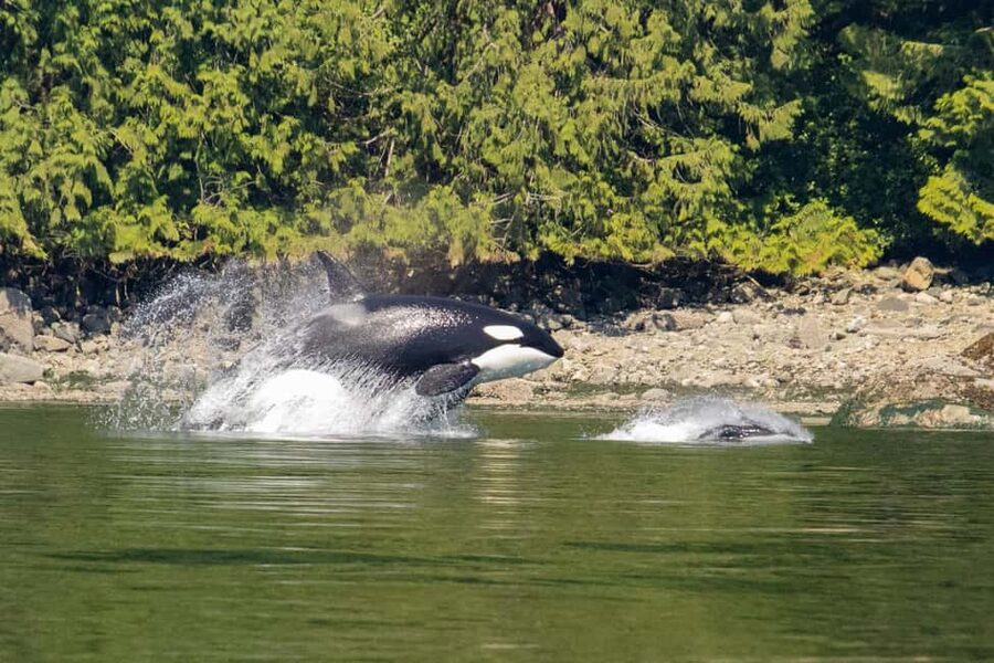 Campbell River: Whales and Wildlife Boat Tour with Snacks - The first views across Discovery Passage