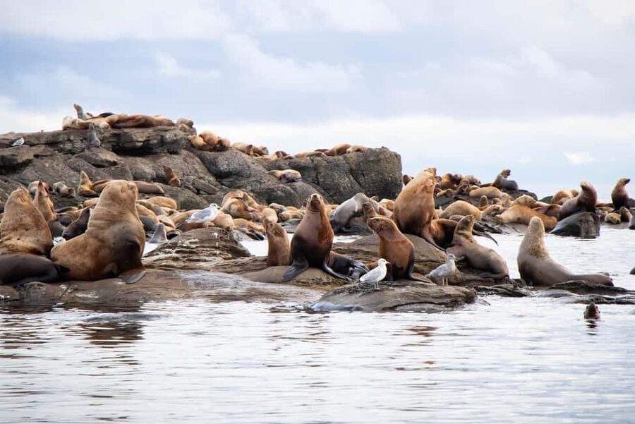 Campbell River: Whales and Wildlife Boat Tour with Snacks - What the 30-foot boat feels like on the water