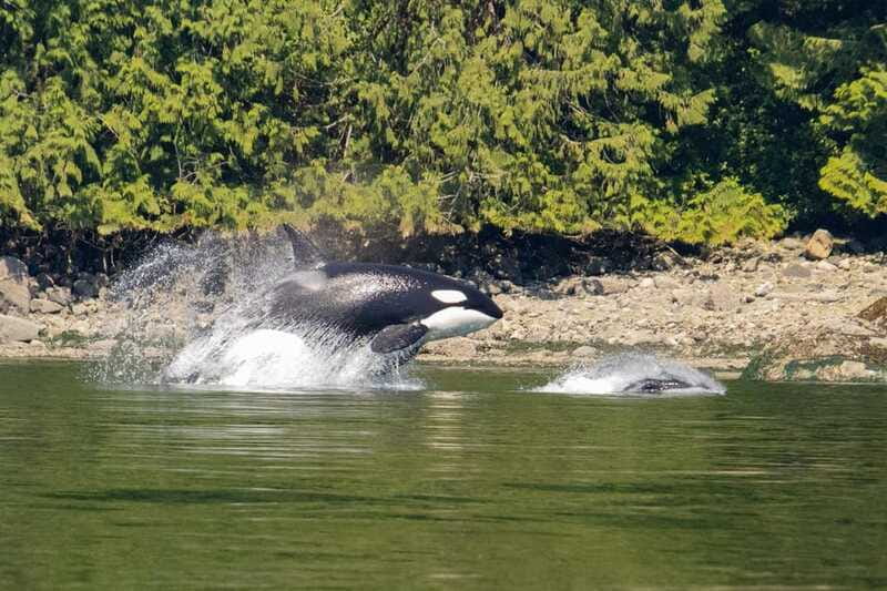 Campbell River: Whales and Wildlife Boat Tour with Snacks - Snacks, hot drinks, and the limits of onboard catering