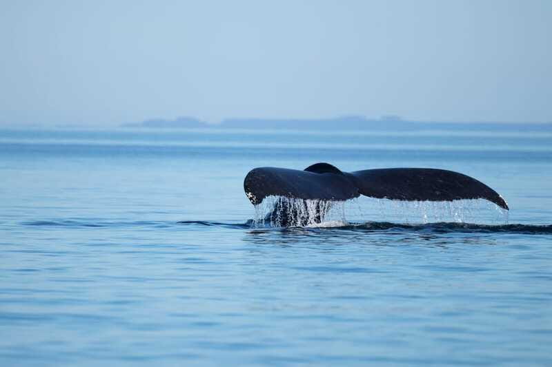 Campbell River: Whales and Wildlife Boat Tour with Snacks - Is the $160 price fair?
