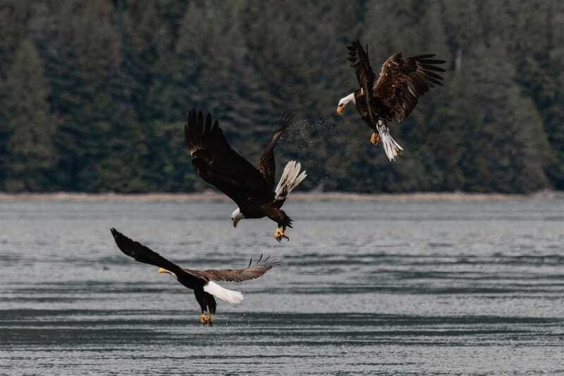 Campbell River: Whales and Wildlife Boat Tour with Snacks - Who will enjoy this Campbell River tour?