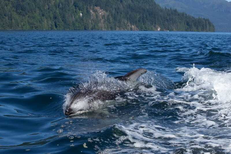 Campbell River: Whales and Wildlife Boat Tour with Snacks - Booking details worth knowing before you go