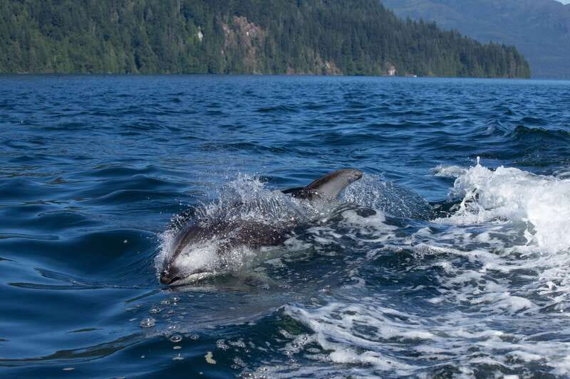 Campbell River: Whales and Wildlife Boat Tour with Snacks - Searching for seals, porpoises, and eagles