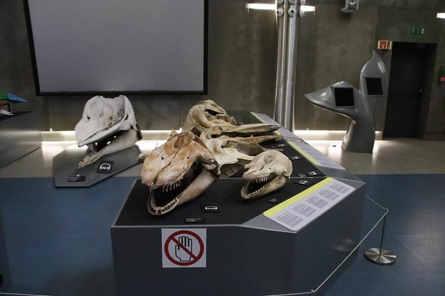 Caniçal : Madeira Whale Museum Entry ticket - From historic whaling to marine conservation