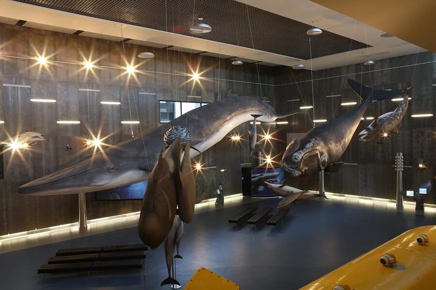 Caniçal : Madeira Whale Museum Entry ticket - Entering the museum and getting oriented