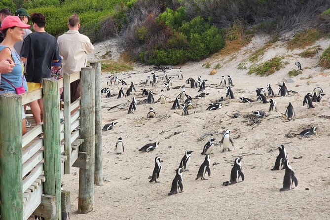 Cape Agulhas, Hermanus Whale Watching, Penguins and Wine Tasting - Three hours at the southern tip
