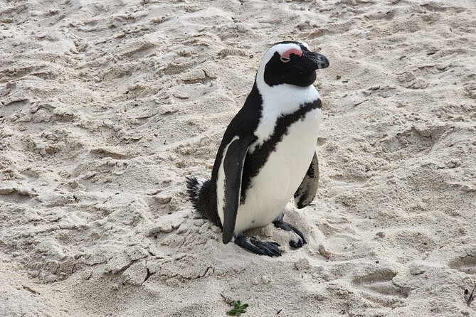 Cape Agulhas, Hermanus Whale Watching, Penguins and Wine Tasting - Stellenbosch if wine matters more