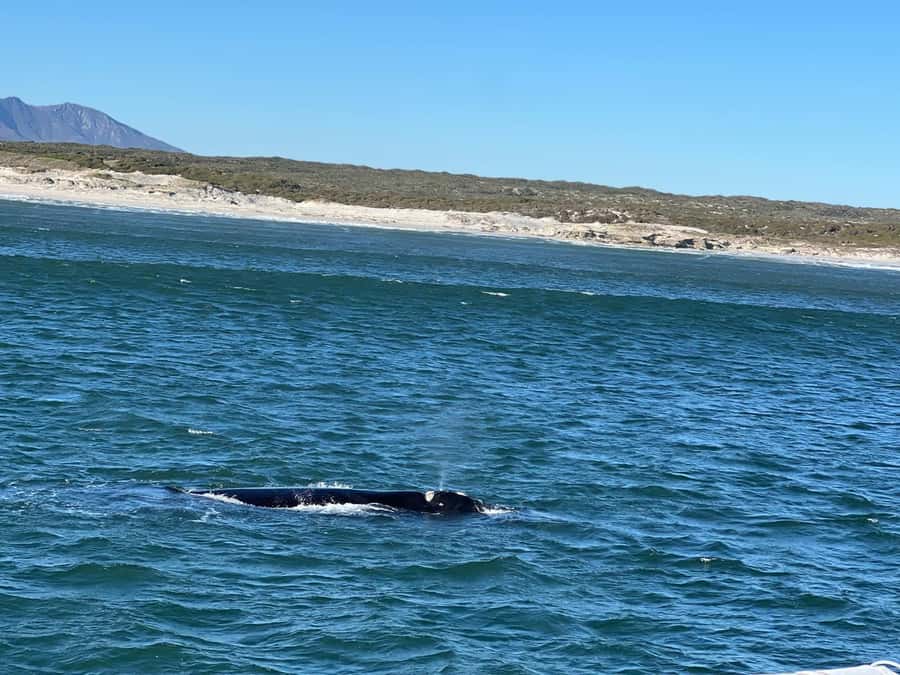 Cape Agulhas, Hermanus whales & Wine Tasting Day Trip - Key points to know before booking