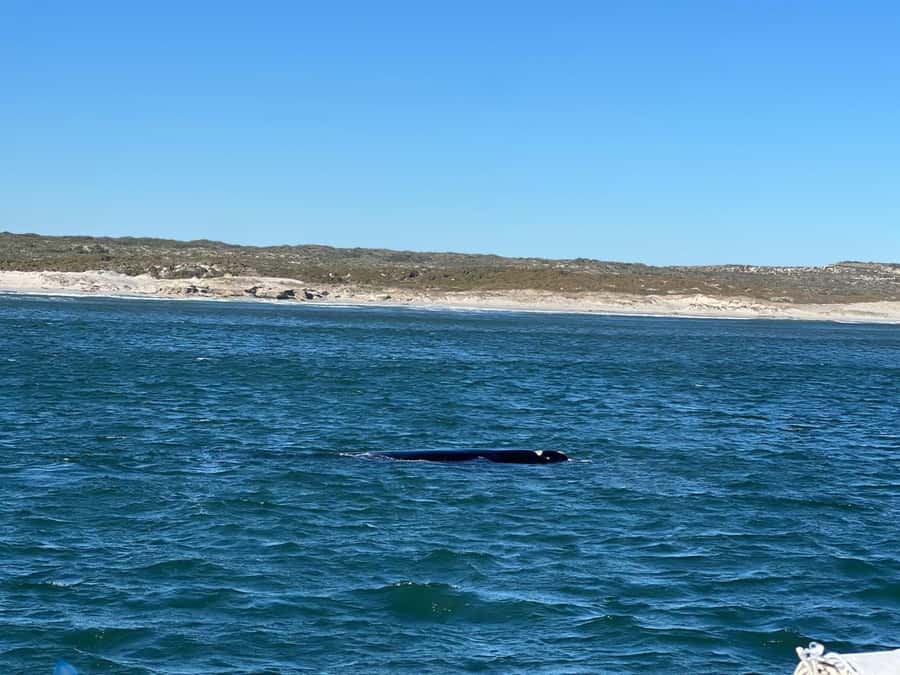 Cape Agulhas, Hermanus whales & Wine Tasting Day Trip - Reaching the lighthouse at Africa’s southern tip
