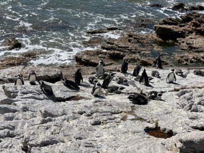 Cape Agulhas, Hermanus whales & Wine Tasting Day Trip