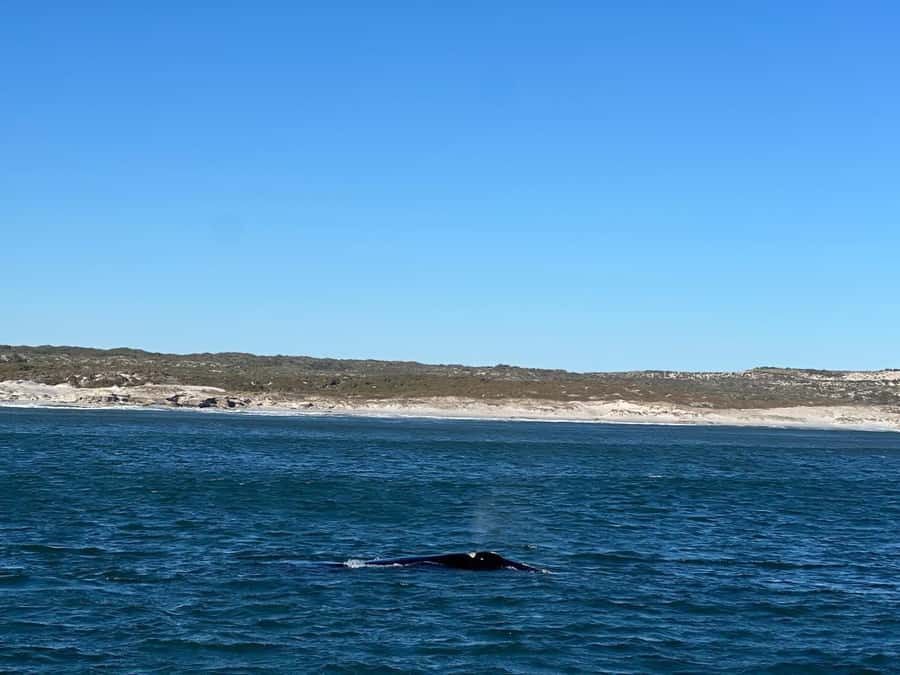 Cape Agulhas, Hermanus whales & Wine Tasting Day Trip - Stony Point and its African penguins
