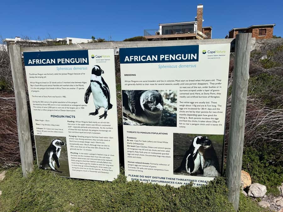 Cape Agulhas, Hermanus whales & Wine Tasting Day Trip - Hermanus and the chance of Southern Right Whales