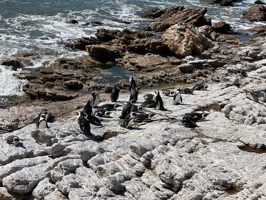 Cape Agulhas, Hermanus whales & Wine Tasting Day Trip - Practical advice for making the day easier